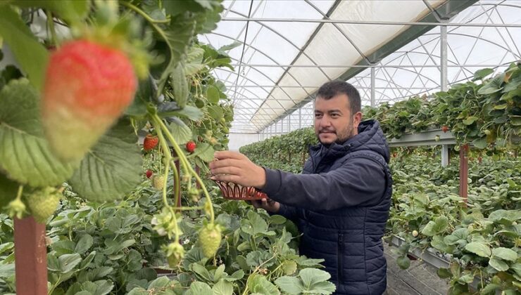 Bankacılığı bırakıp çilek üretimine başladı